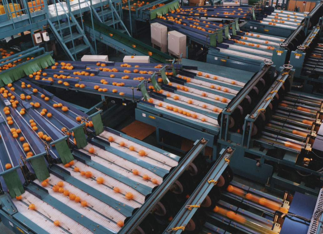 Image of About Fruit Sorting Factory